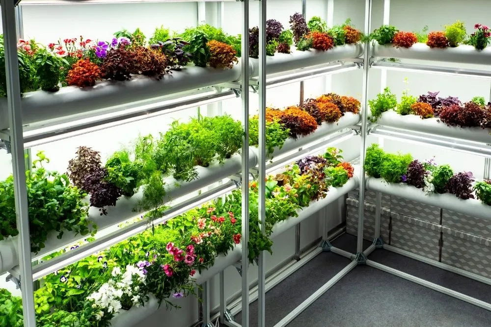 DiscountedHydroponics-84443-Getting-Hydroponic-Gardening-image1.webp